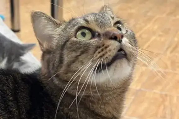 Пропал кот Мартин, Горная ул., Петрозаводск