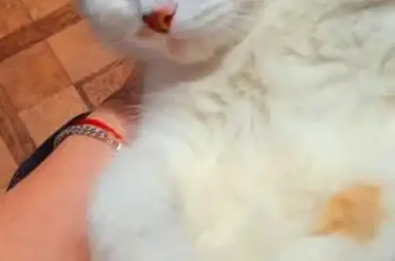 Пропала кошка, Муромский проезд, 9