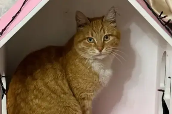 Пропал кот Персик, Миловка, Башкортостан