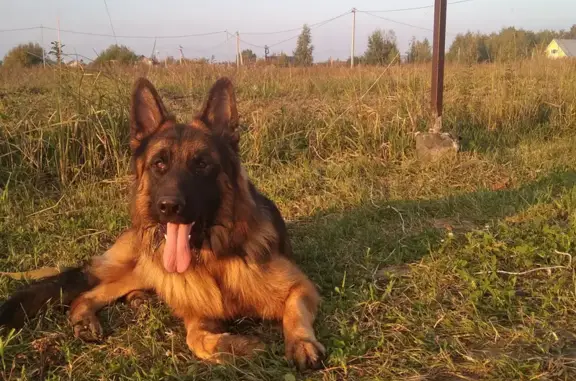 Пропала собака, Новая ул., Хирино