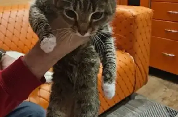 Найдена кошка, Бобинское, фото: Кошка найдена в Бушуевых, Кировская обл.