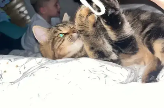 Пропала кошка, Егорьевск, МО