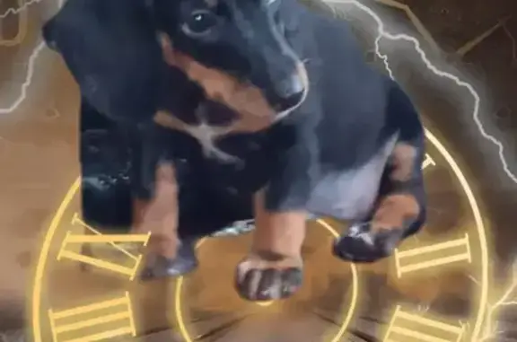 Пропала собака, Ручейная 26, Полысаево