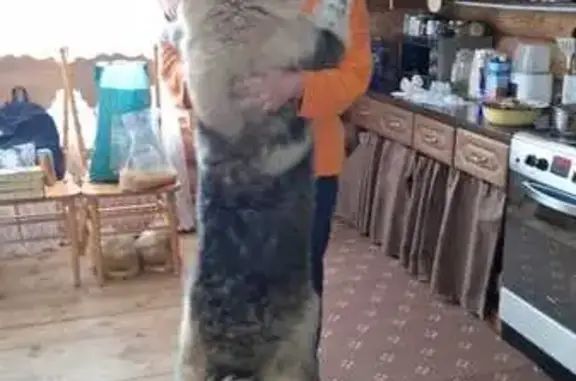 Пропала собака, Счастливая ул. 1, Лопухинка