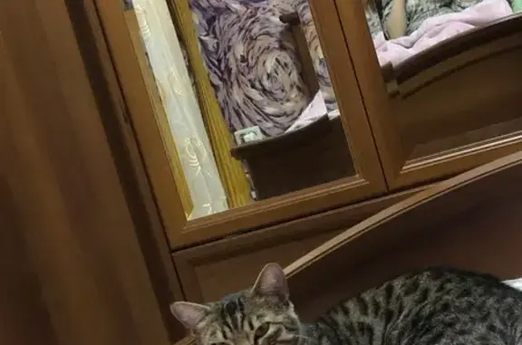 Пропала кошка, ул. Сони Кривой, Челябинск