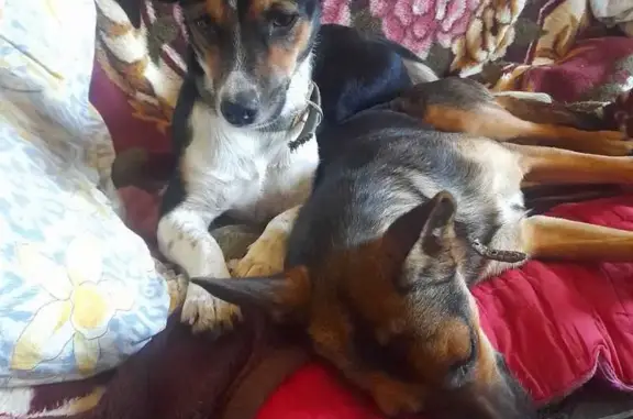 Пропала собака, Мирный, Заречная 72а