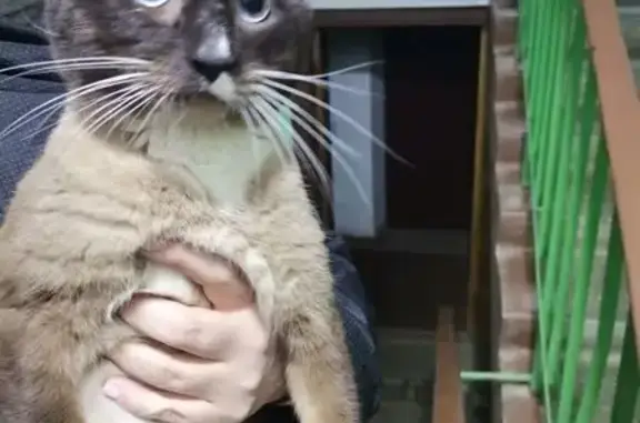 Найдена кошка, Ступино, фото: Сиамская кошка найдена, Ступино, МО