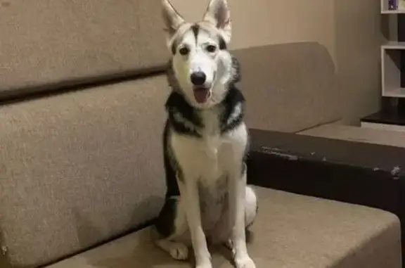 Пропала хаски, Назимиха, МО