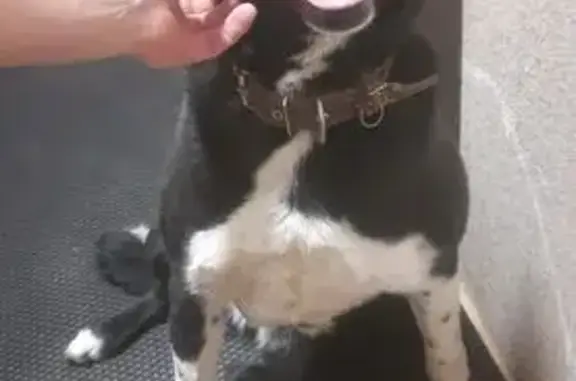 Объявления о пропавших и найденных животных, Домодедово, фото: Найдена собака, Домодедово, МО