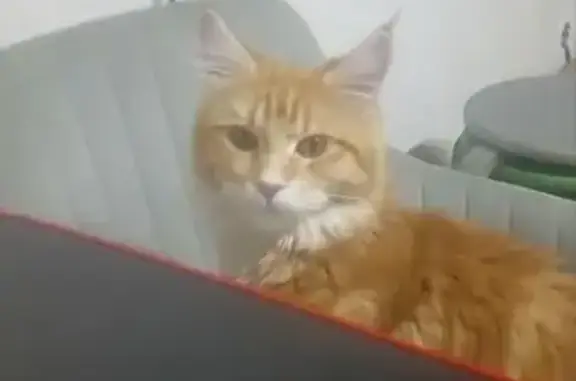 Пропала кошка Мия, Агатовая ул., 9, Ростов