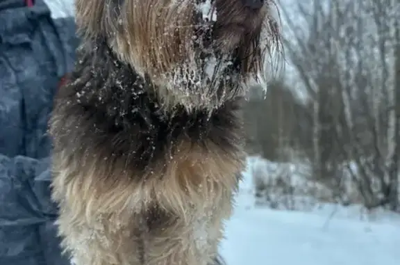 Найдена собака, Казань, фото: Найдена собака, Казань, Татарстан