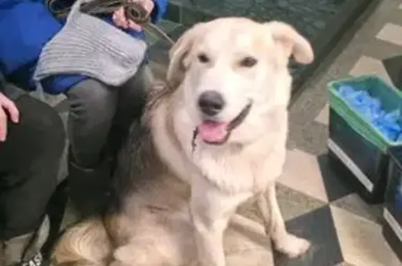 Найденные животные Химки, фото: Собака найдена в Химках, ул. Кирова, 70