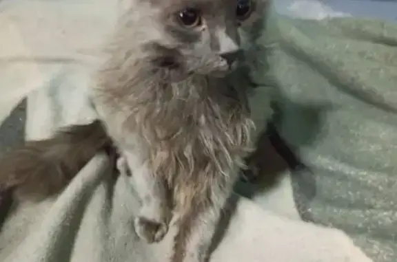 Пропал котёнок, ул. Чапаева 12А, Казань