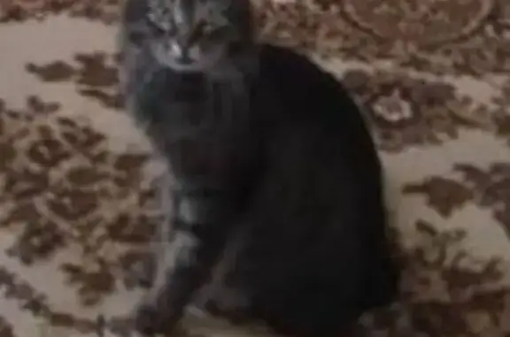 Пропала кошка на ул. Дубравная, Беляницы