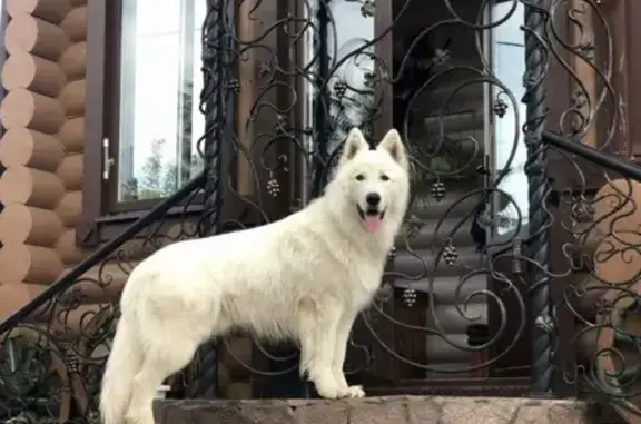 Пропала овчарка, Чебоксары, ул. 53