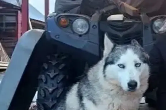 Пропали собаки в районе Велижа, Смоленск
