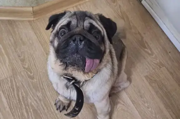 Найдена собака, Киров, фото: Найдена беж. собака, ул. Мопра 20, Киров