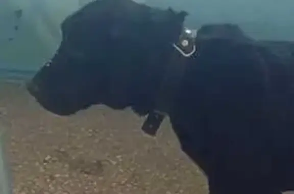 Найденные животные Бердск, фото: Лабрадор найден: ул. Ленина, 54, Бердск