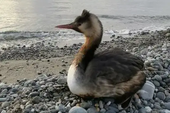 Утка у пляжа, Лучезарная 18, С...