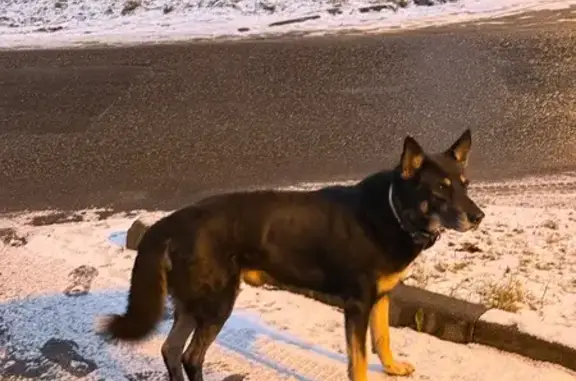 Поиск домашних животных, фото: Собака найдена: Солмановское поле, 69