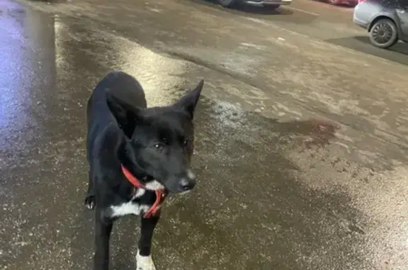 Объявления о пропавших и найденных животных, Самара, фото: Собака найдена у Пятёрочки, Партизанская 56А