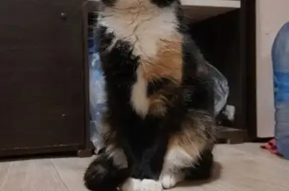 Пропала кошка, Кленовая ул., Родионцево