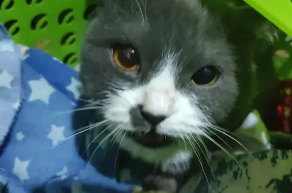 Найдена кошка, Кемерово, фото: Кошка найдена: Троллейная ул., Кемерово