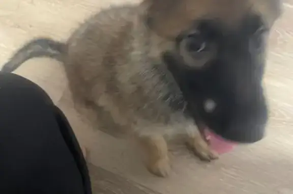 Найдена собака, Ульяновск, фото: Найдена собака, Камышинская ул., Ульяновск