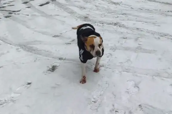 Найдена собака на Литейной улице, Брянск