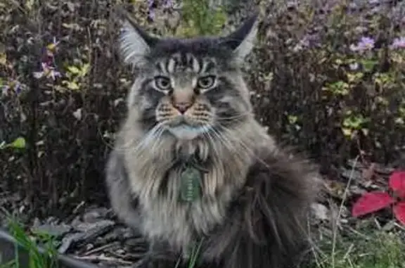 Пропала кошка в ДПК Дарьино, Владимирская обл.