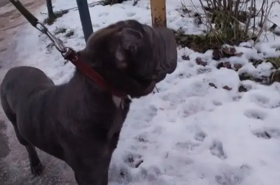 Найдена собака, Нижний Новгород, фото: Собака найдена: Львовская ул., 1Г, Н. Новгород