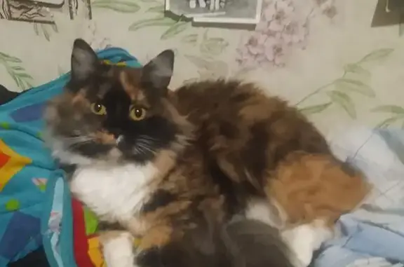 Пропала кошка, Центральная 13, Лакша