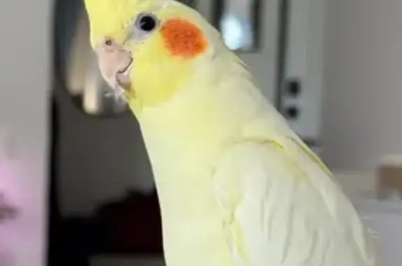 Пропала птица, Абрамцевская ул. 16, Москва