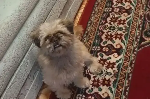 Пропала собака в Сузуне, Новос...