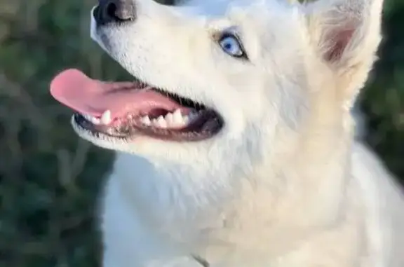 Пропала хаски, Симферопольская ул., Казань