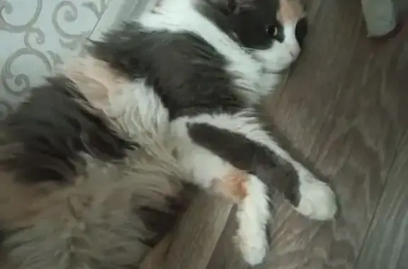 Найдена кошка, Оренбург, фото: Кошка найдена: Комсомольская 168, Оренбург