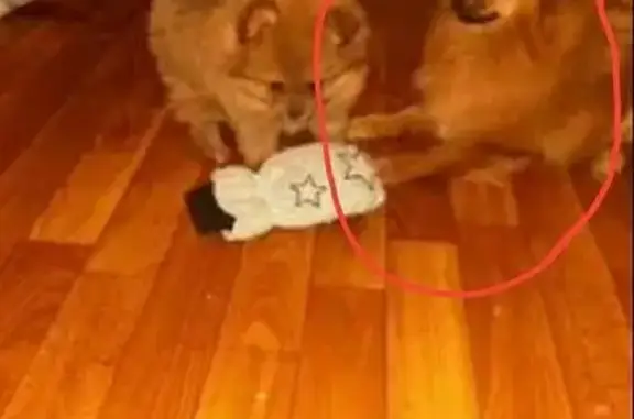 Пропала собака, Заливная ул., Ярославль