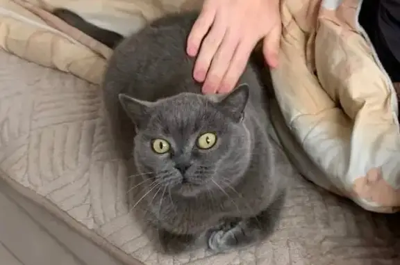 Кошки потеряшки, Можга, фото: Потеряшка кошка, Учебный проезд, Можга