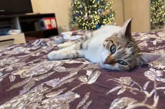 Найдена кошка, Калуга, фото: Кошка найдена, Минская ул., Калуга