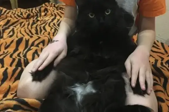 Кошки потеряшки, Ушаковское, фото: Потеряшка кошка, Байкальский тракт, Ушаково