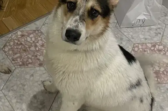 Найдена собака, Санкт-Петербург, фото: Найдена собака, Морская наб., СПб