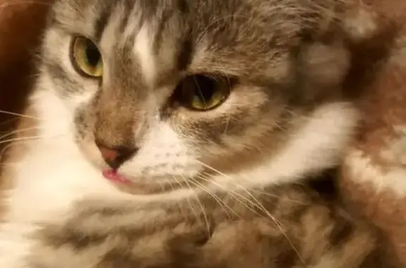 Найдена кошка, Липецк, фото: Кошка найдена, ул. Степанищева 11, Липецк