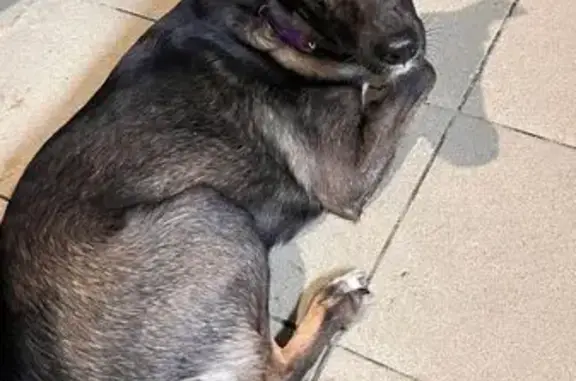 Найдена собака, Барнаул, фото: Найдена собака, пр. Коммунаров 120Б, Барнаул