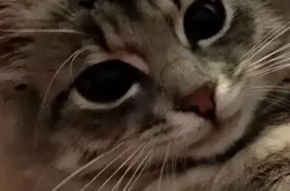 Пропала кошка, Моршанск, Тамбовская обл.