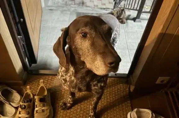 Пропала собака в Колосистом, К...