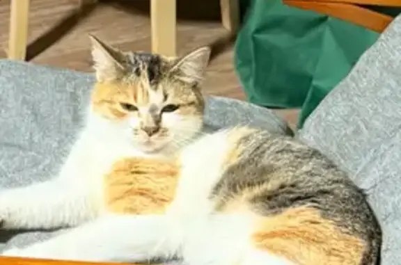 Котенок найден у ТЦ на Ямской, Тюмень