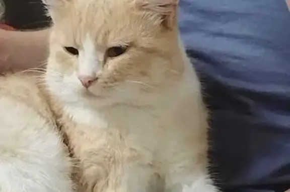 Кошки потеряшки, Тульский, фото: Потеряшка кошка, Тульский, Адыгея