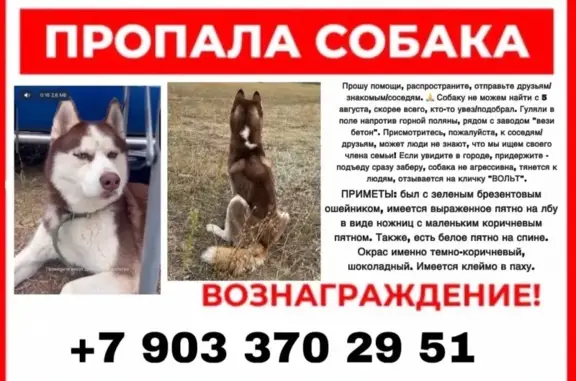 Пропала собака, Горнополянская 30, Волгоград