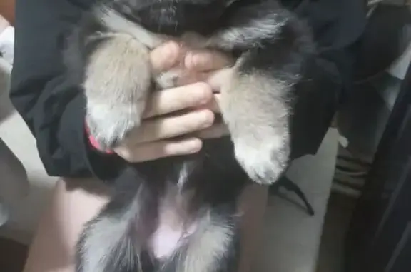 Найдена собака, Вязники, фото: Найдена собака в Вязниках, Владимирская обл.