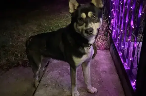 Найдена собака, Калининград, фото: Хаски найдена на Ладушкина 5, Калининград